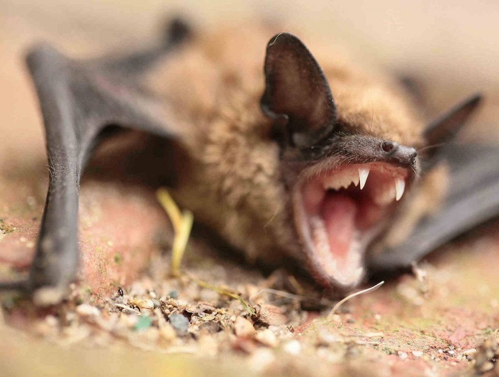 Picture of rabid bat