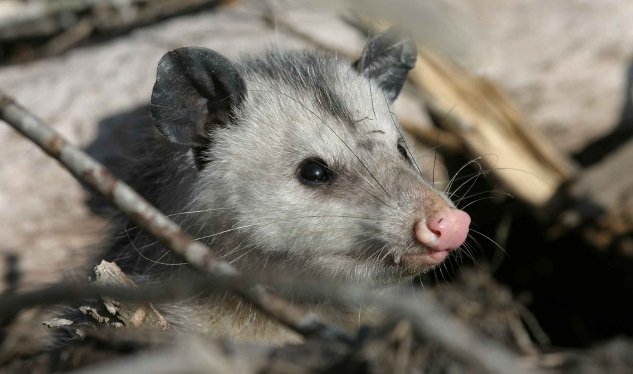 Image of nuisance opossum infestation