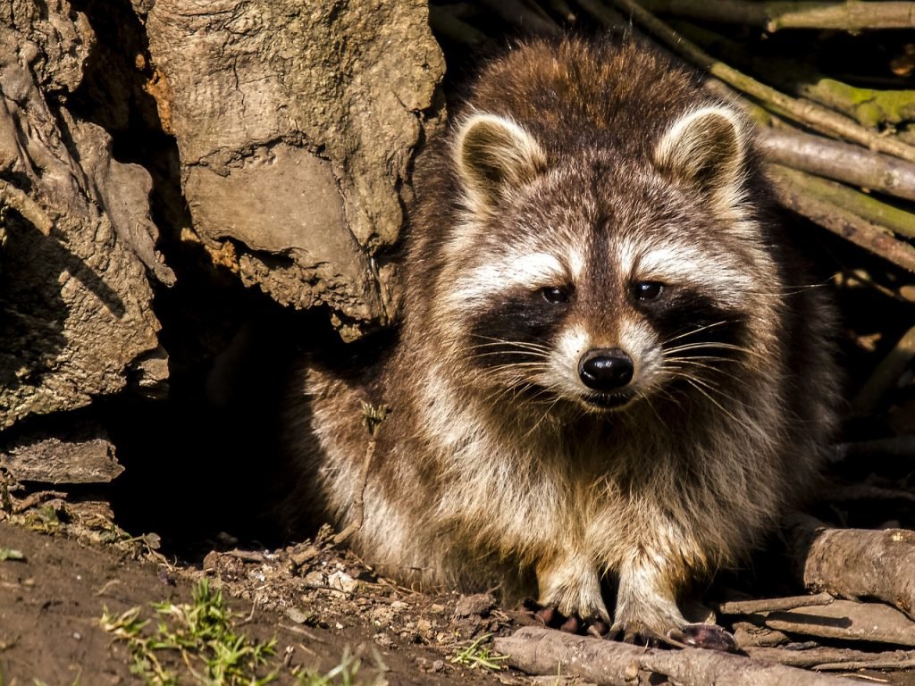 Photo of raccoon removed from attic