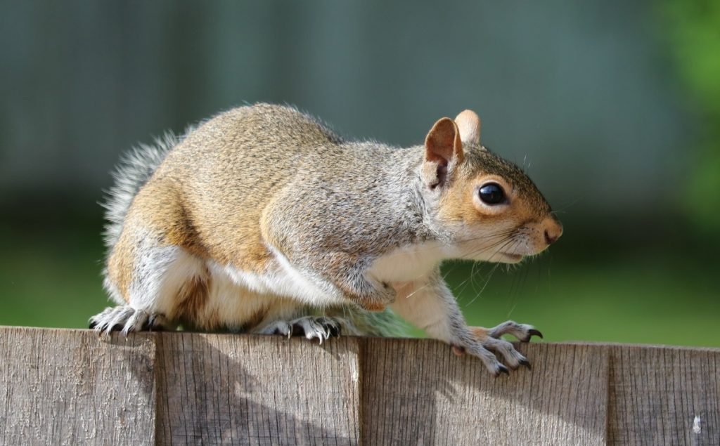 Image of squirrel climbing fence 