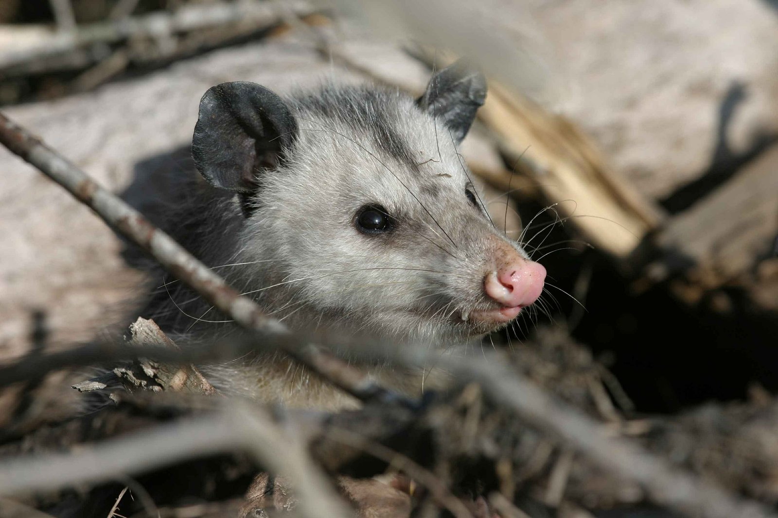 Picture of wild opossum 