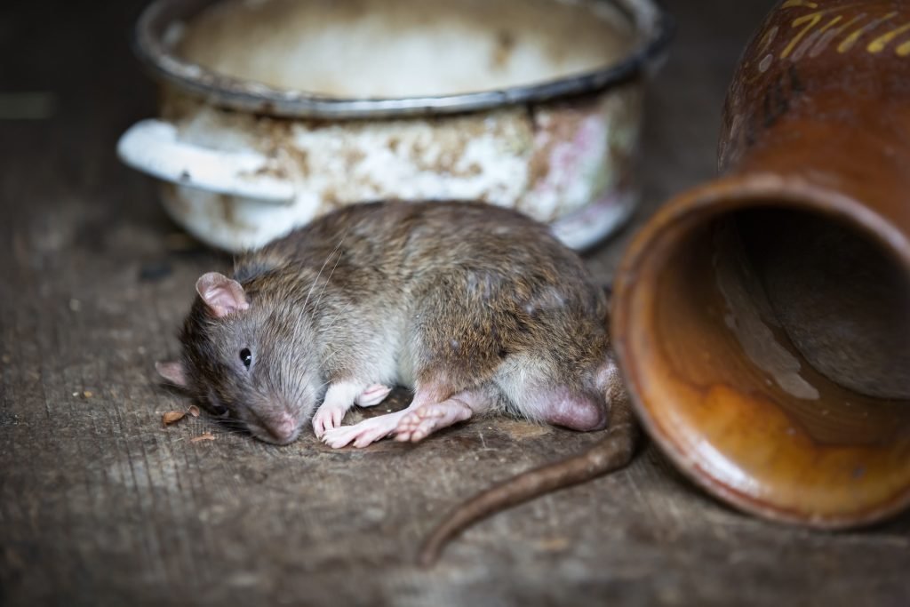 Picture of dead rat 