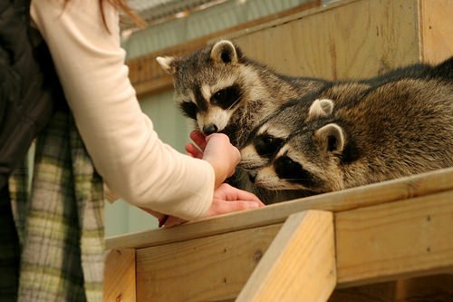 picture of human interacting with raccoons
