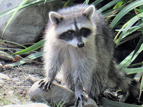 Image of raccoon in backyard