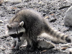 Picture of nuisance raccoon in Timberwood Park 