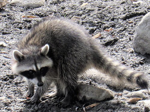 Picture of nuisance raccoon in San Antonio