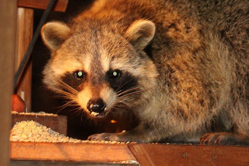 Photo of a raccoon that has invaded a attic
