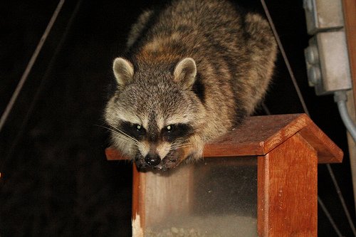 photo of raccoon raiding bird house