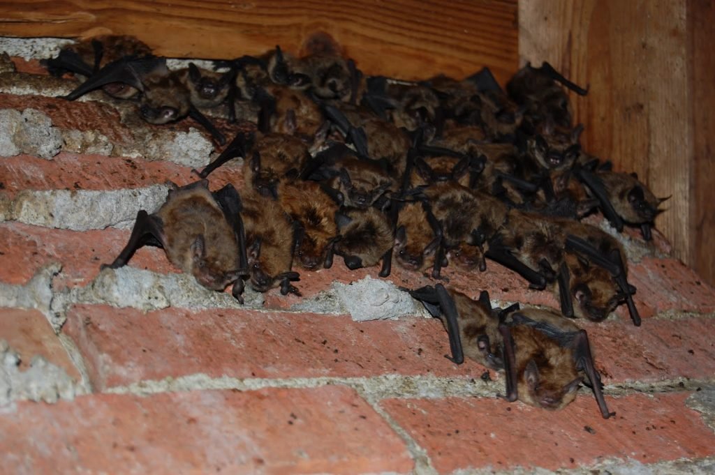 Image of bats roosting on attic walls
