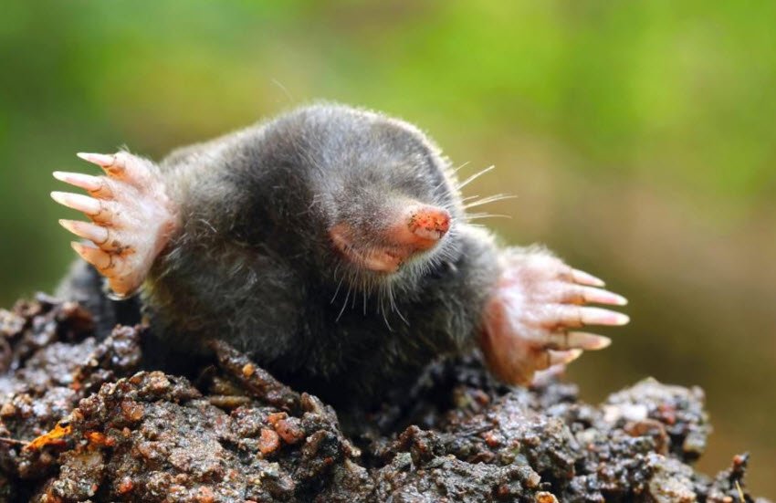 Picture of mole destroying lawn