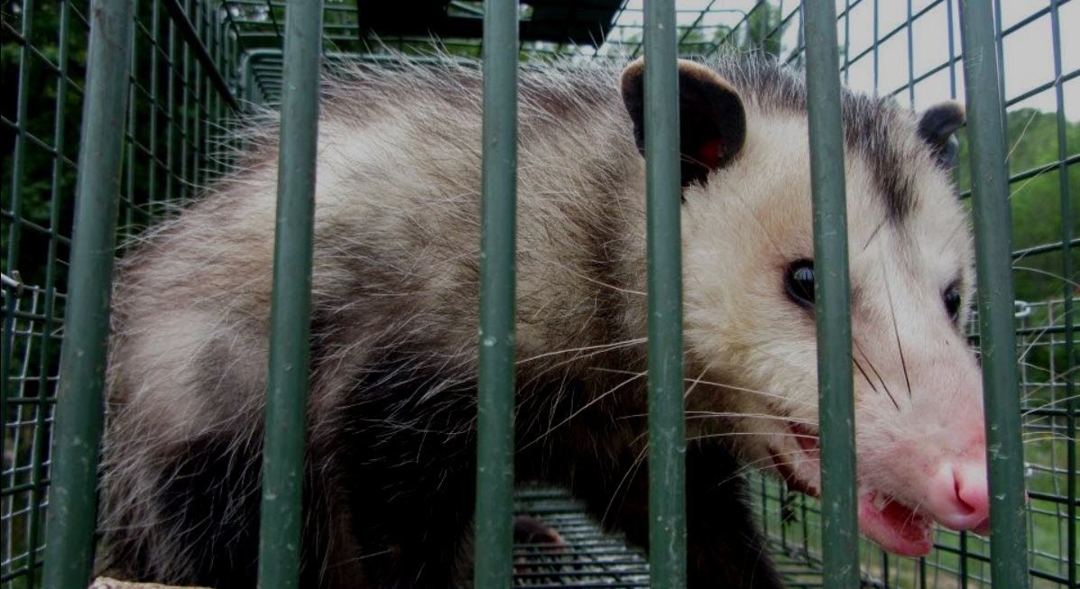 Picture of opossum trapped in humane cage