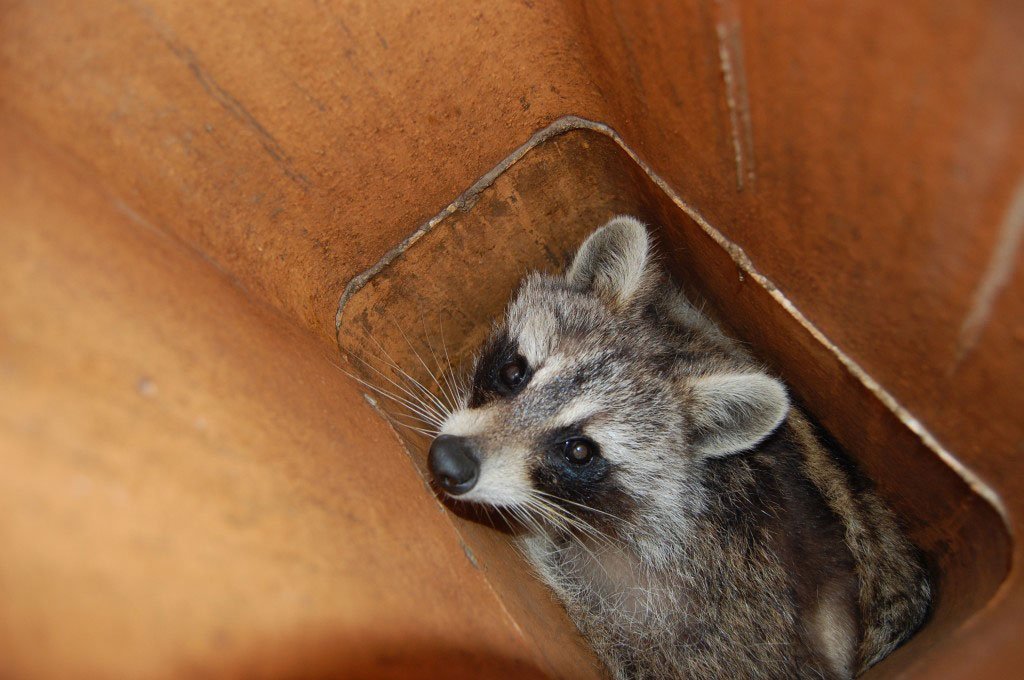 Image of raccoon in chimney 