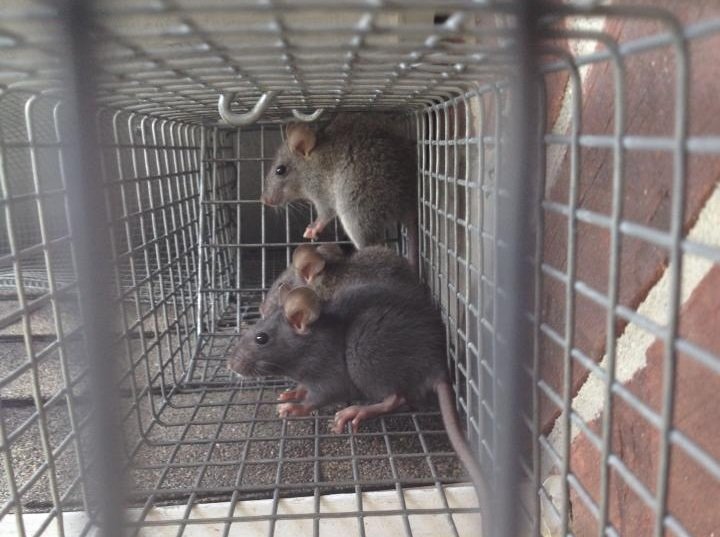 Image of roof rats captured in live trap