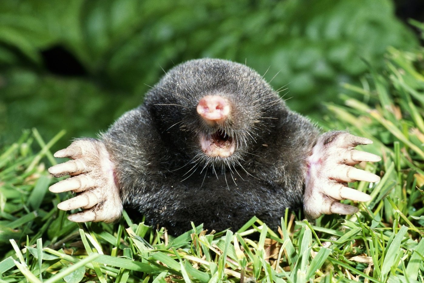 Image of a mole commonly found around homes