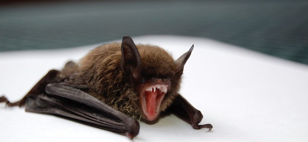 Image of little brown bat removed from attic
