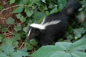 image of skunk in Salem Heights