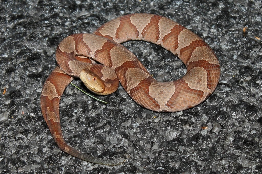 image of copperhead snake in {flood} Texas
