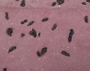 picture of bat guano (bat droppings)