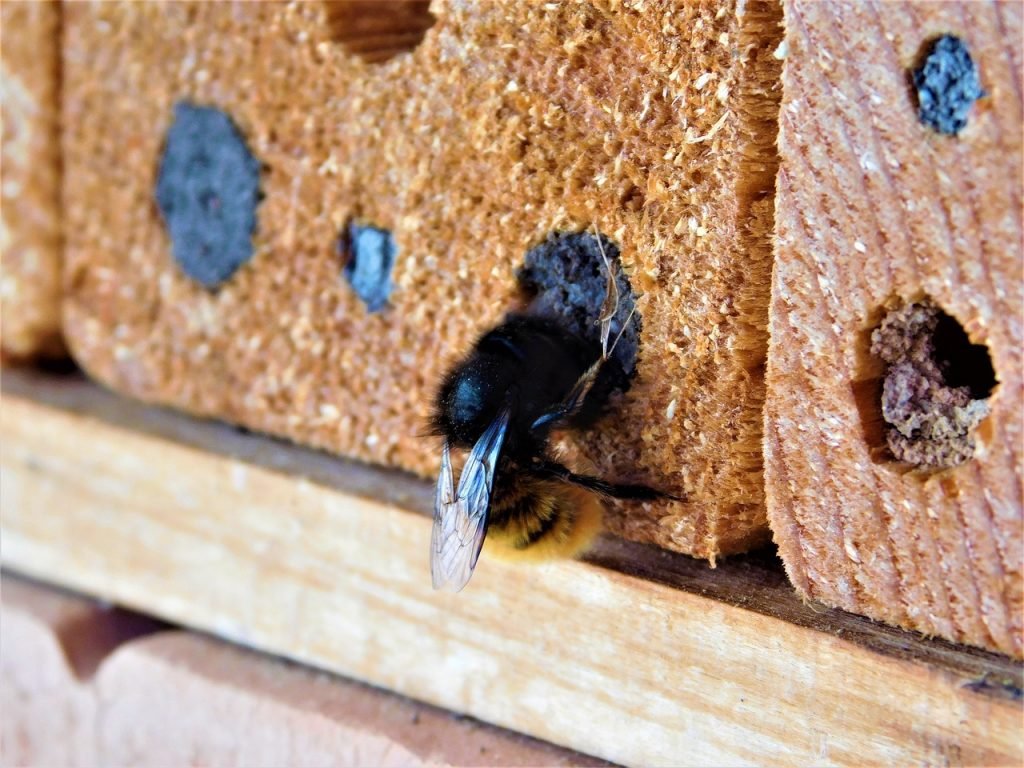 image of carpenter bee
