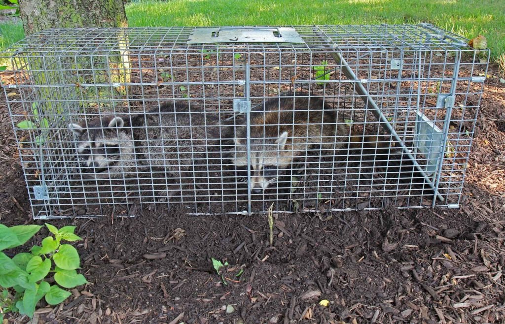 image of raccoon humane trap