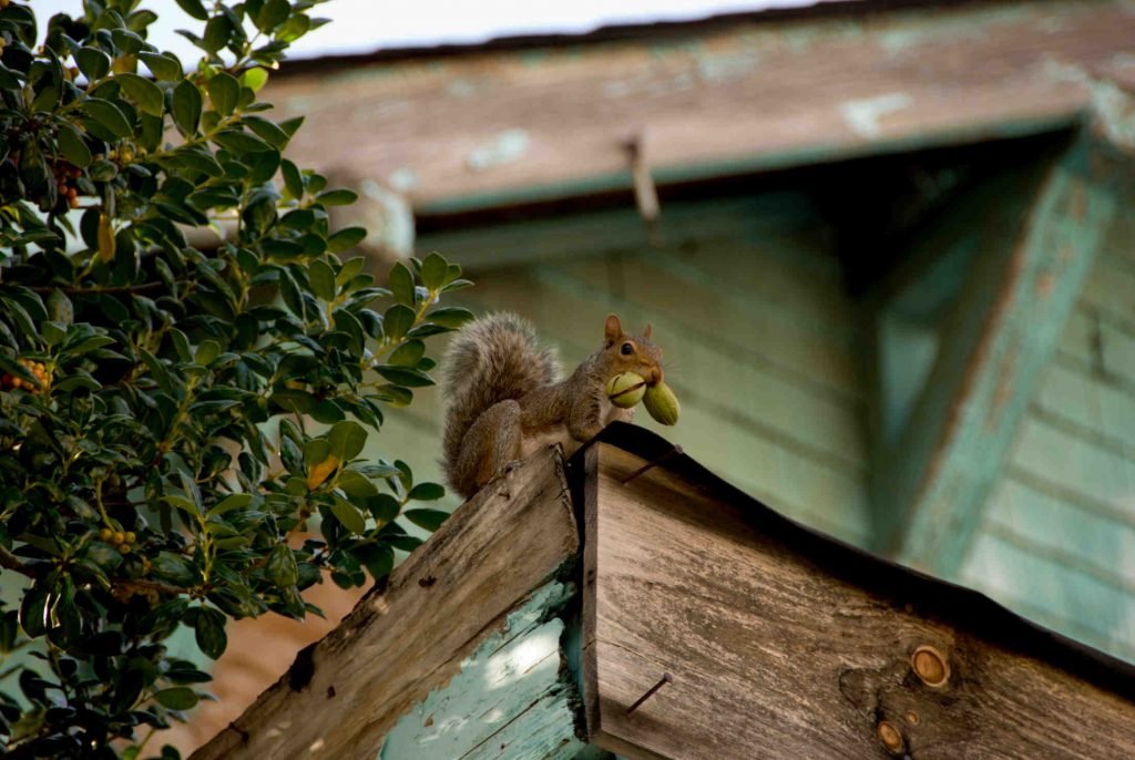 Image of squirrel climbing roof
