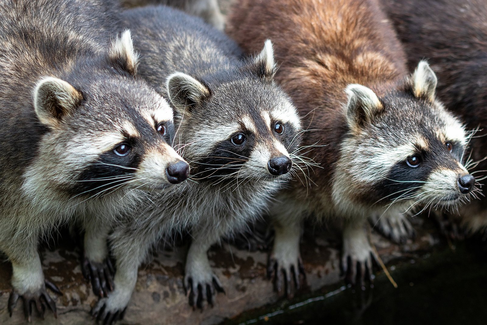 Image of a family of raccoons 
