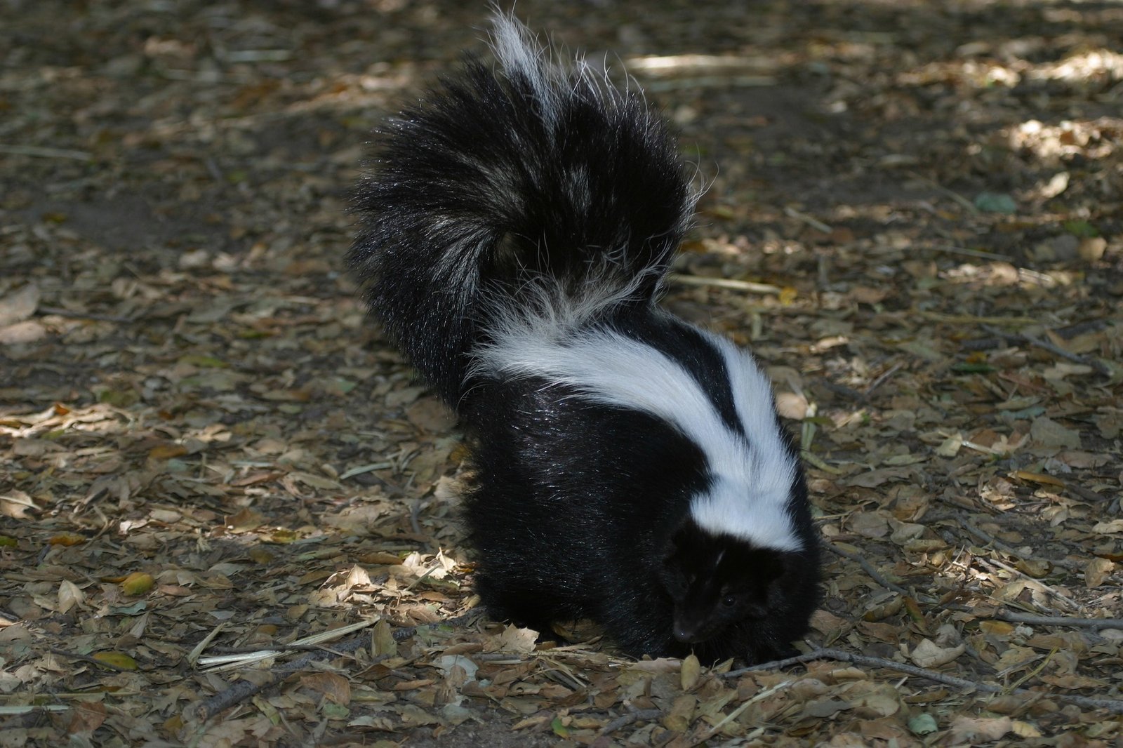 Image of skunk in backyard