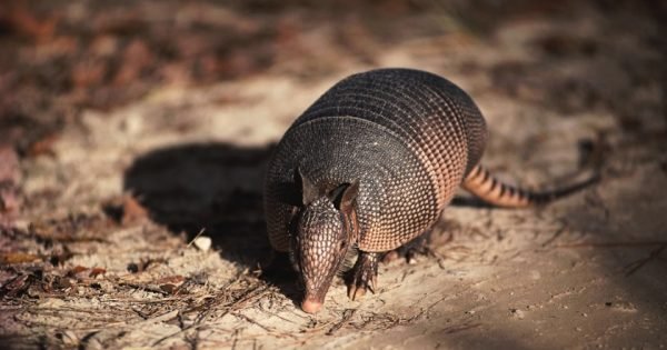 Image of 9 banded armadillo in North America