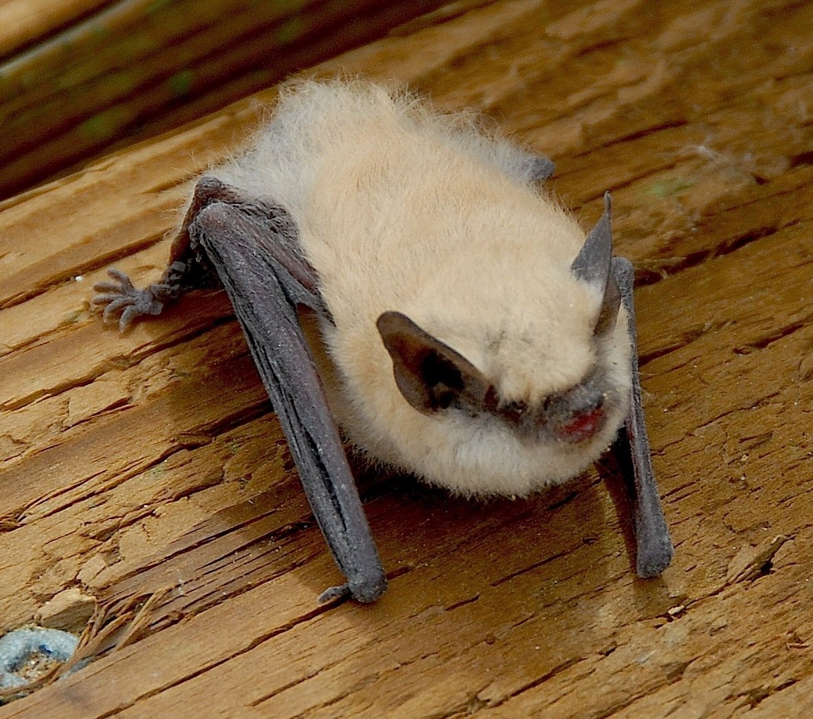 Picture of a canyon bat