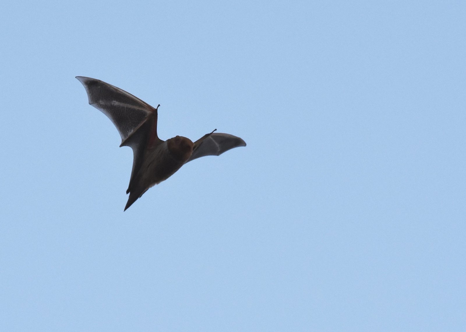 Image of an eastern red bat in flight