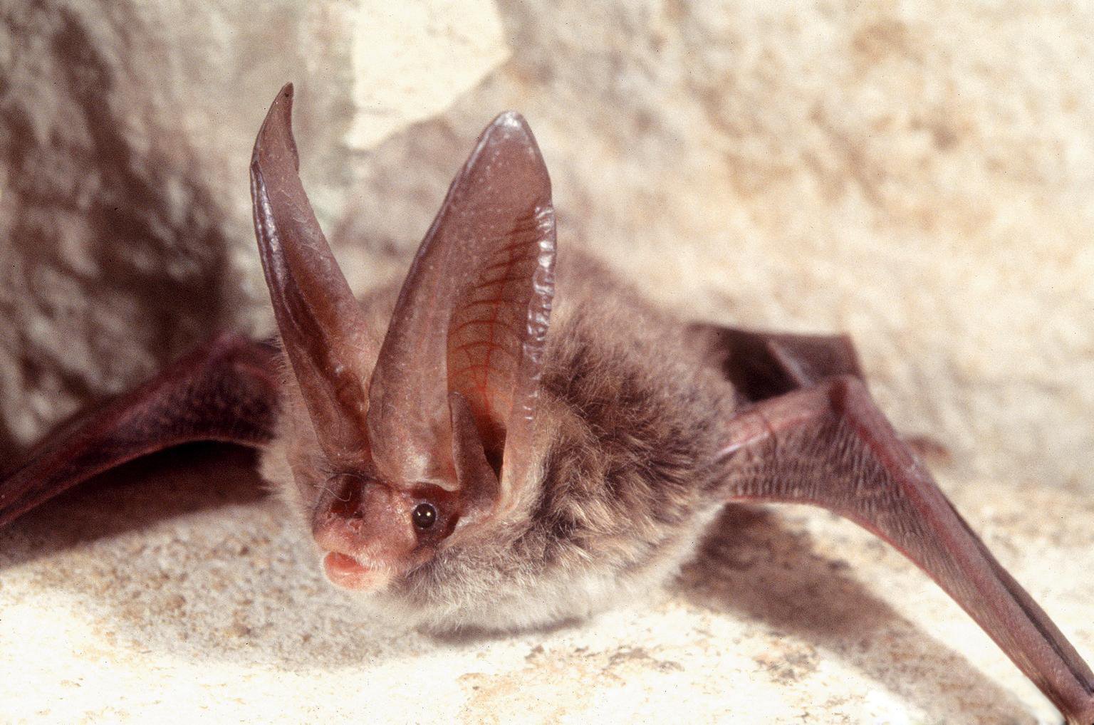 Image of Rafinesque’s Big-eared Bat