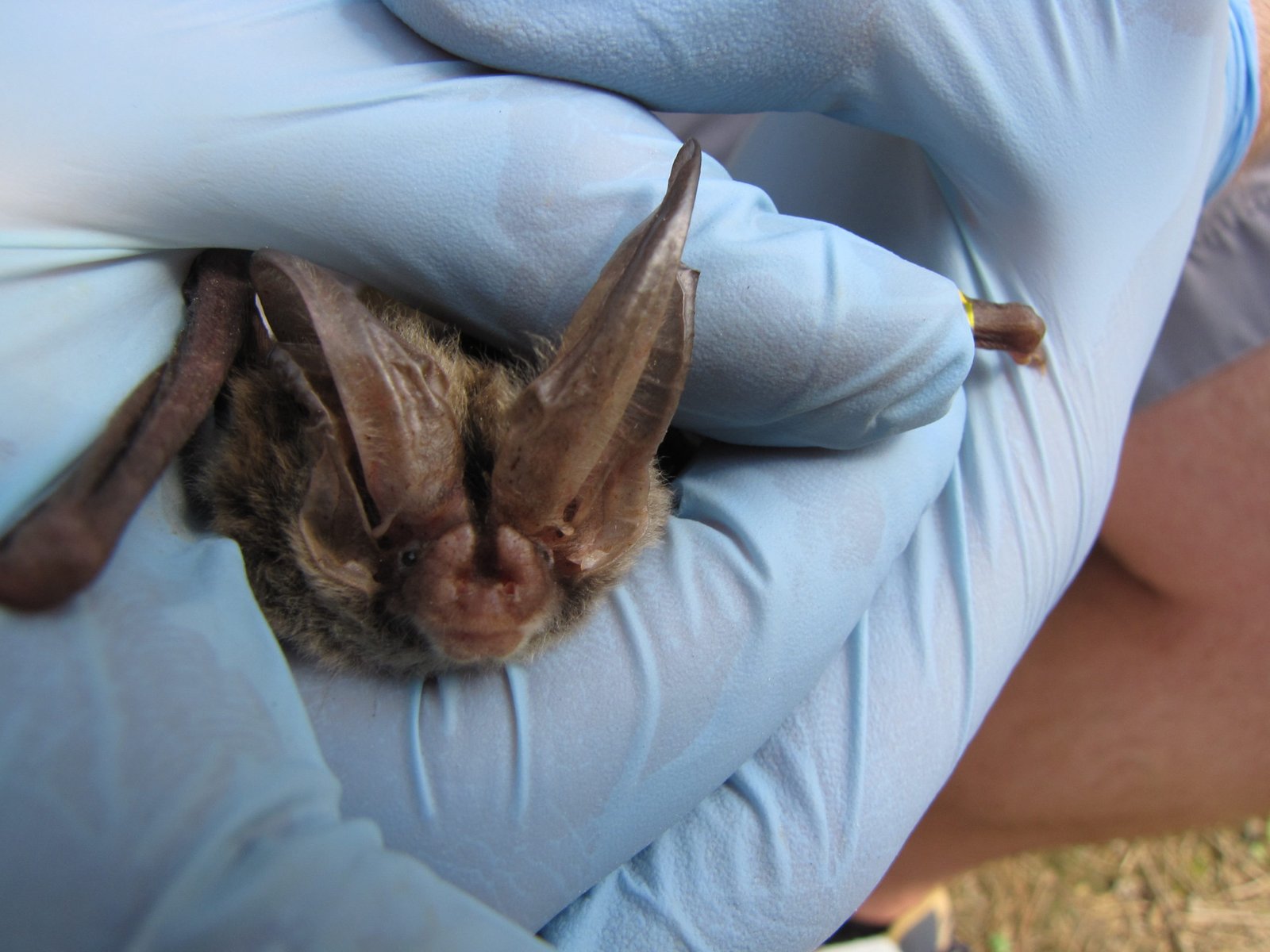 Photo of a captured Rafinesque’s Big-eared Bat