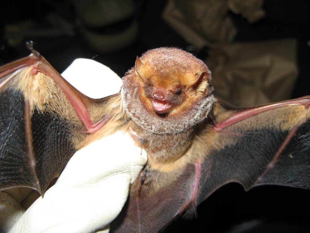 image of a captured seminole bat