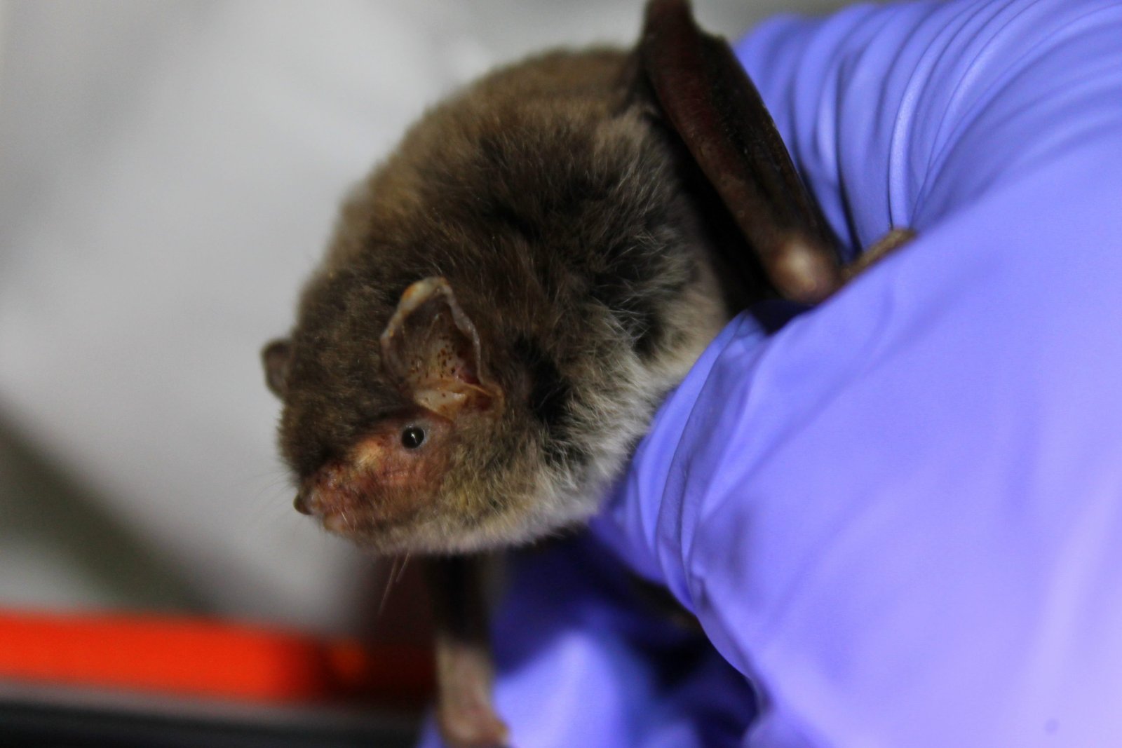 Photo of southeastern myotis bat that has been captured