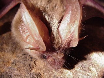 Image of allen's big eared bat