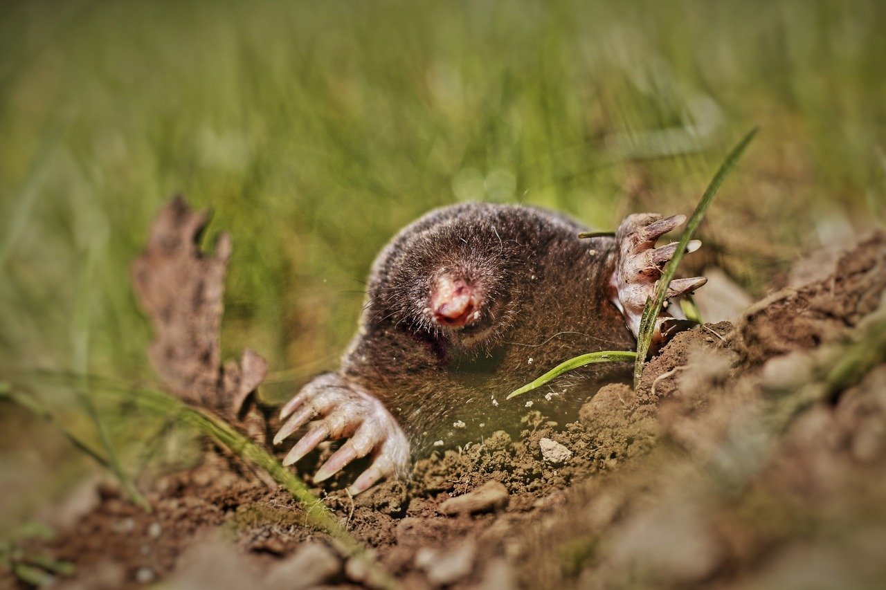 Picture of a mole burrowing in a garden