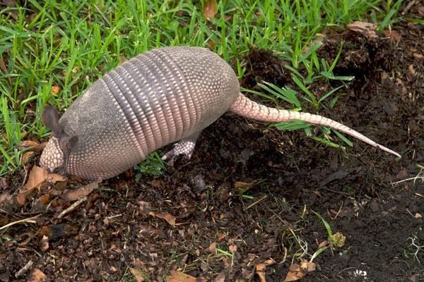 Picture of armadillo damaging a lawn