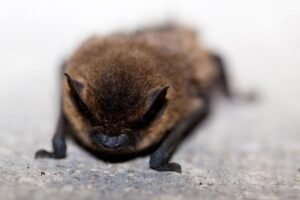Image of a big brown bat found in the attic