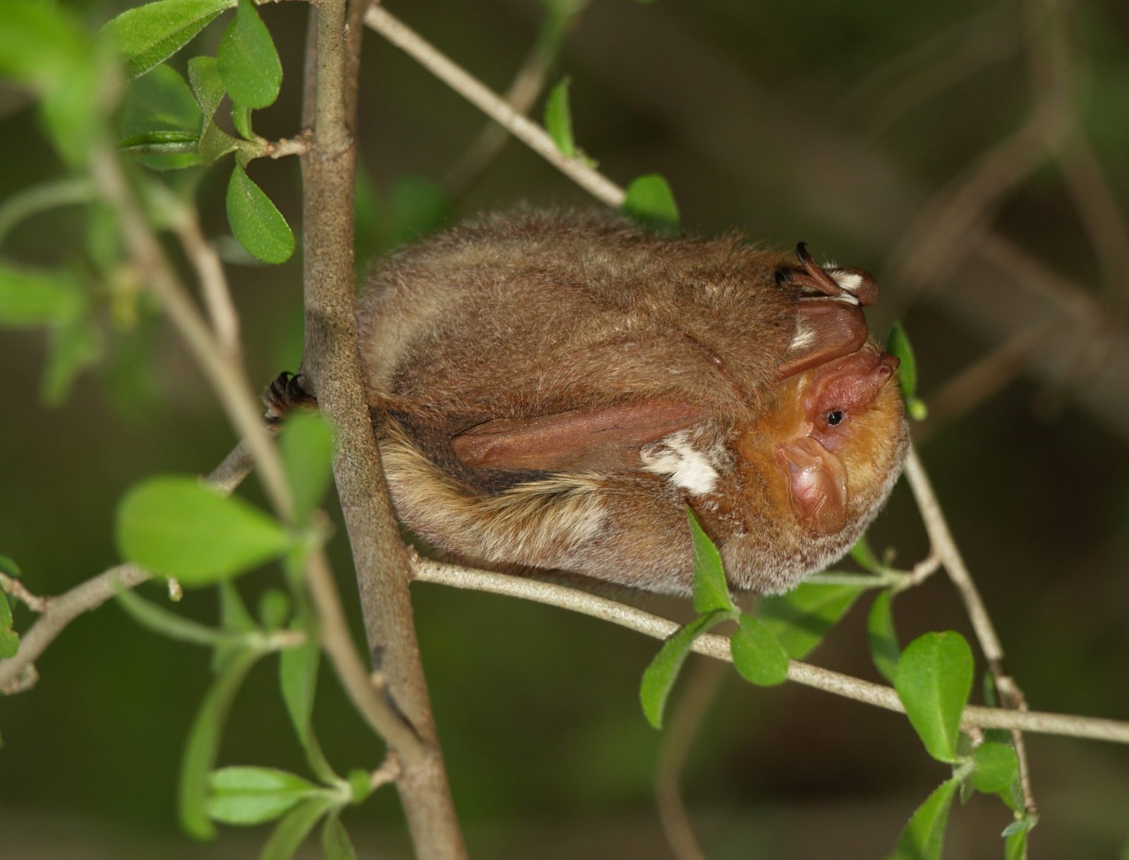 Photo of a roosting eastern red bat