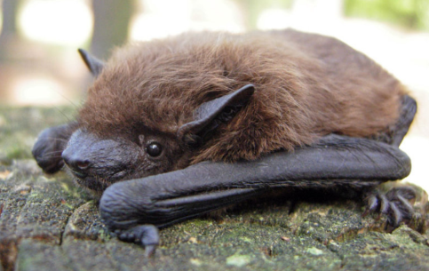 Image of the north american evening bat