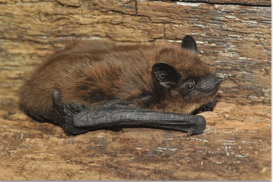 Photo of evening bat found in an attic