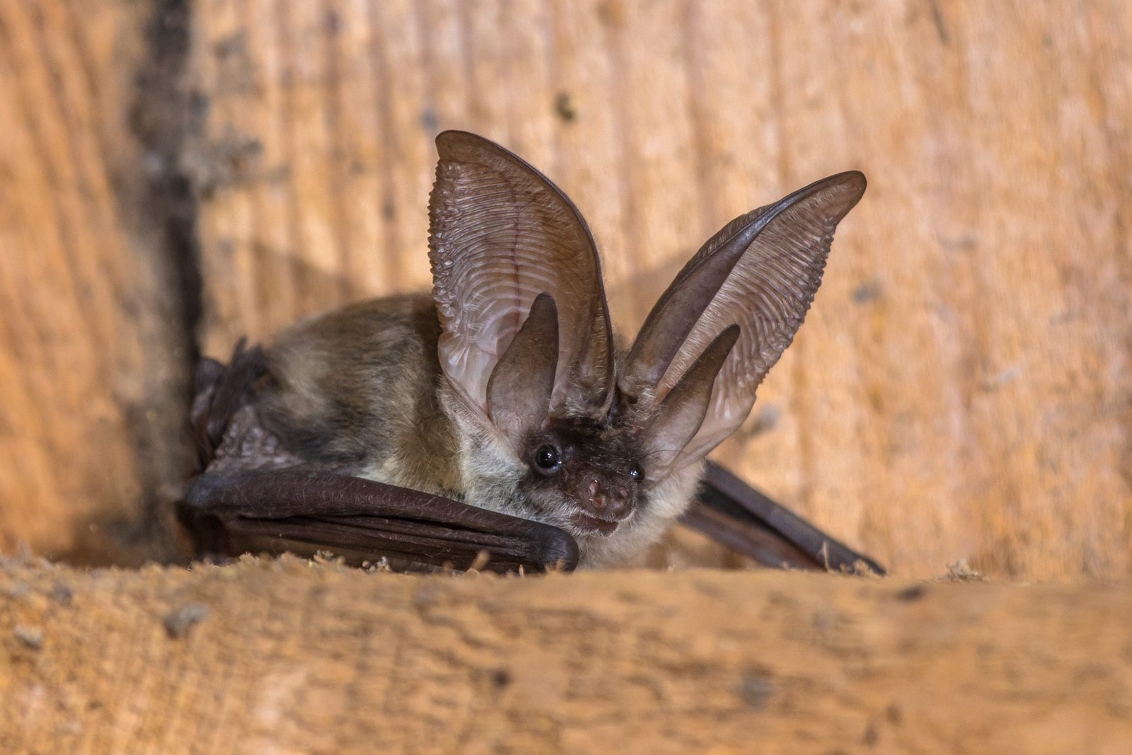 Photo of Townsends big eared bat resting