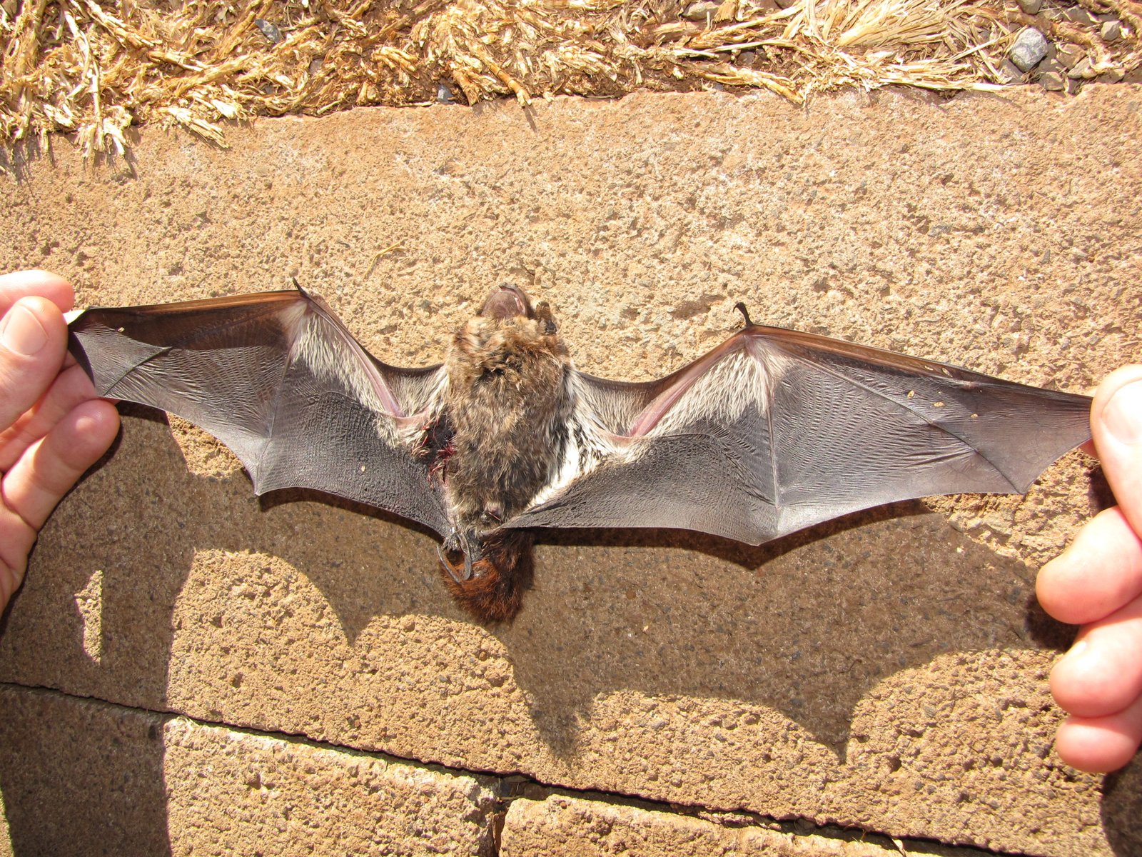 Photo of hoary bat wings