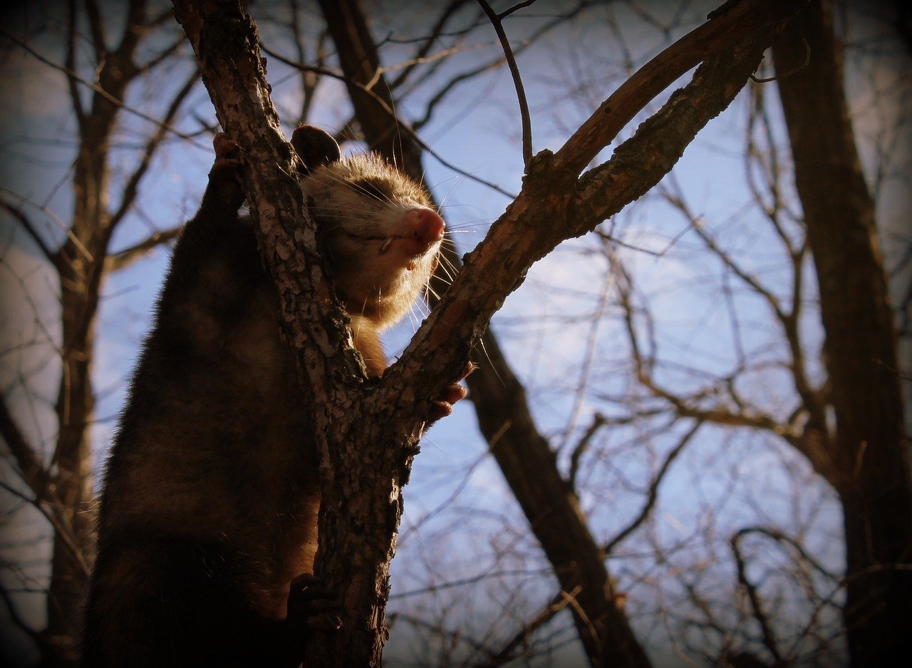 Image an possum climbing a tree
