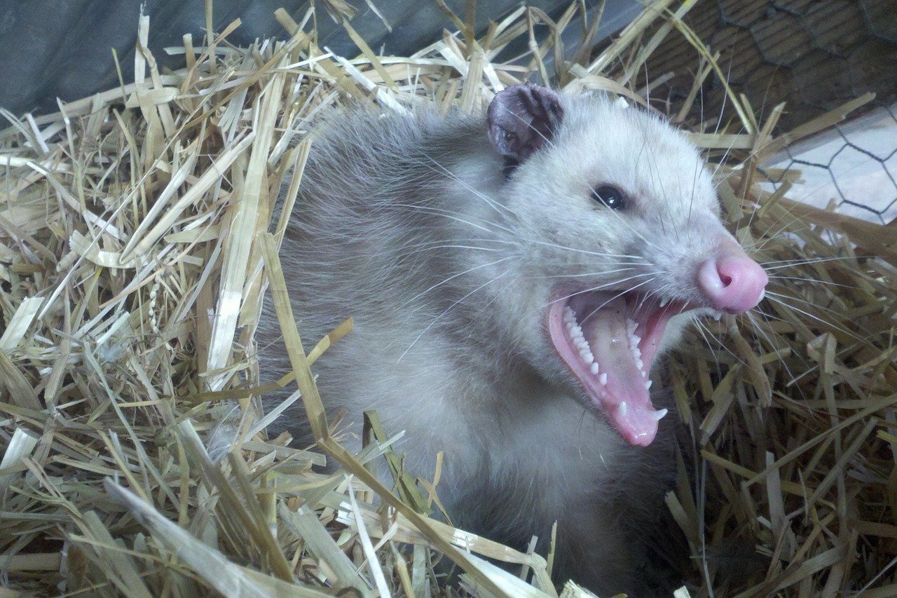 Image of opossum that has infested a home