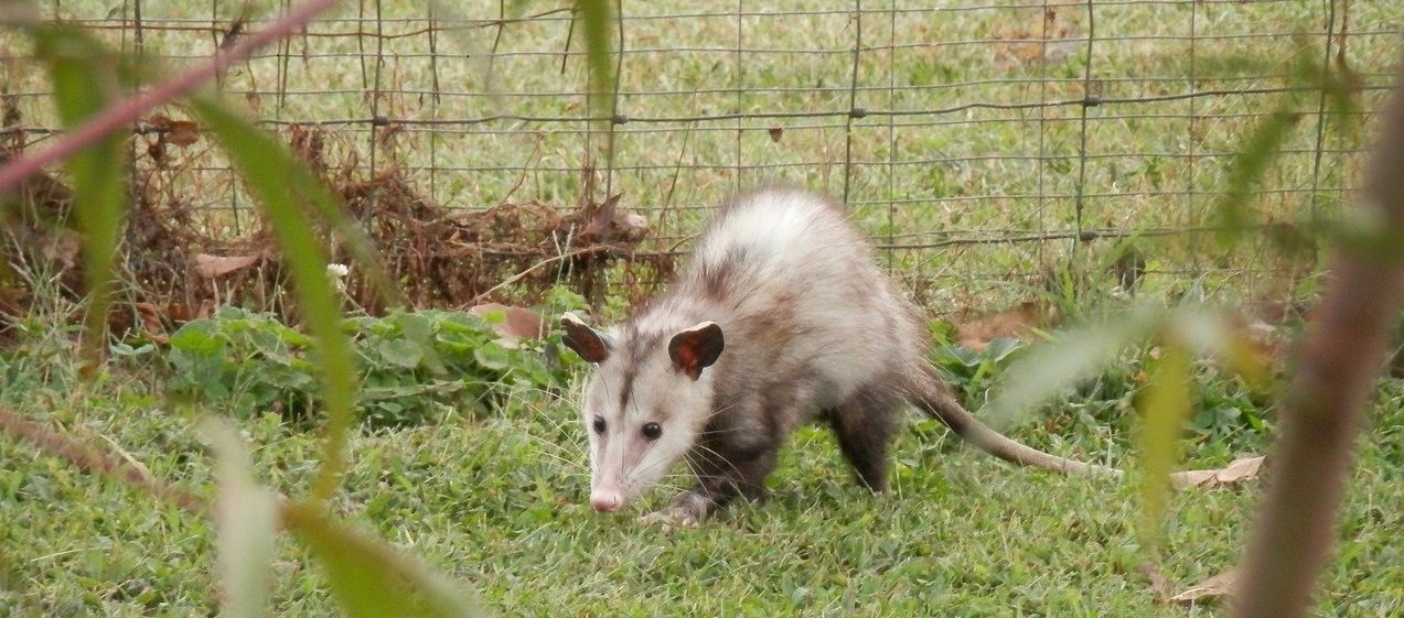 Photo of an opossum searching for food