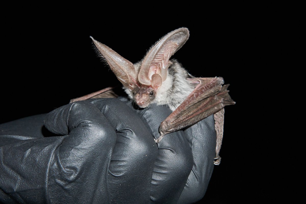 Image of spotted bat caught by the national park service