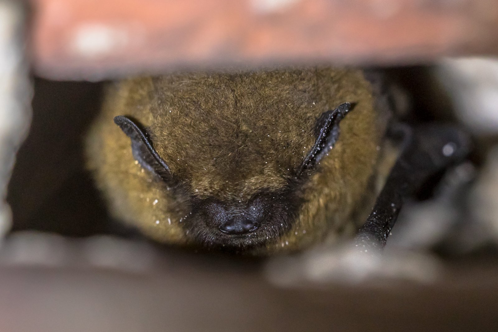 Photo of tricolored bat in hibernation 