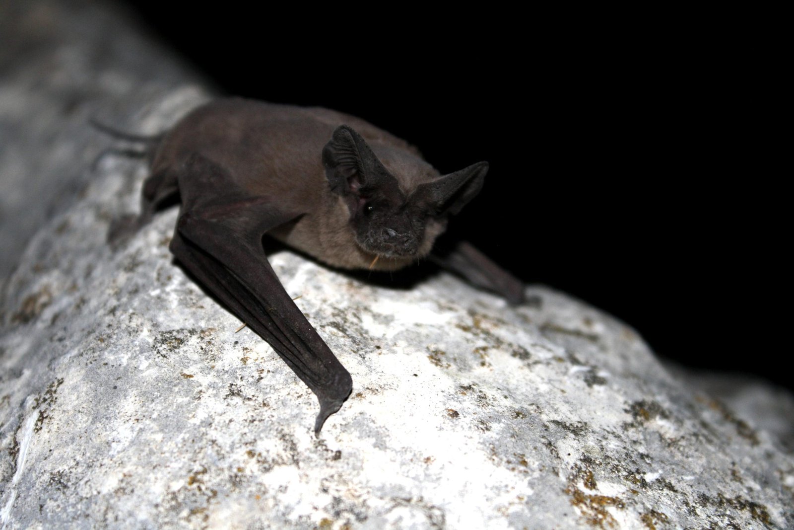 Image Big Free Tailed Bat inside a cave