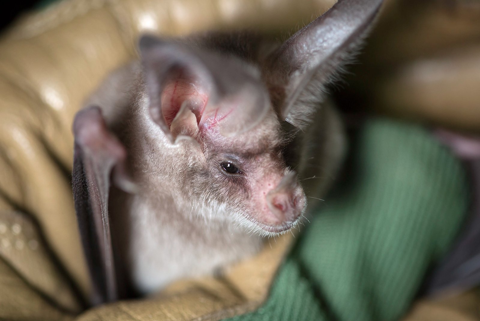 Image of the california leaf nosed bat